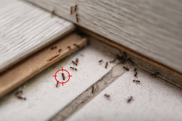 Best Residential Pest Control  in Stuart, FL