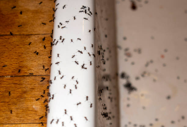 Best Affordable Pest Control Services  in Stuart, FL