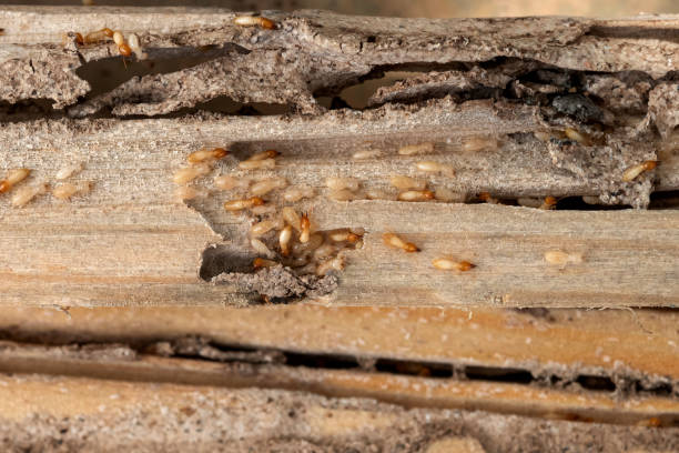 Best Spider Control Near Me  in Stuart, FL