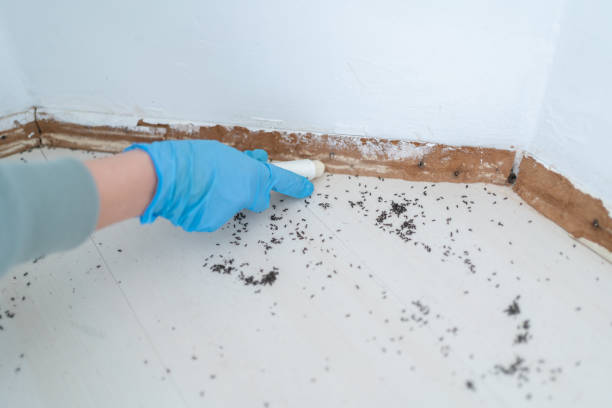Best Ant Control Services  in Stuart, FL